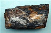 藏品(植物化石)的圖片